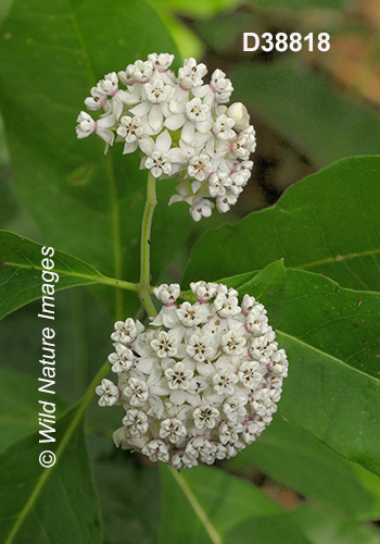 Asclepias variegata White Milkweed